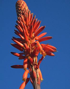 Fotografia 13 da espécie Aloe arborescens no Jardim Botânico UTAD