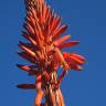 Fotografia 13 da espécie Aloe arborescens do Jardim Botânico UTAD