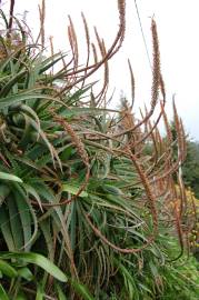 Fotografia da espécie Aloe arborescens