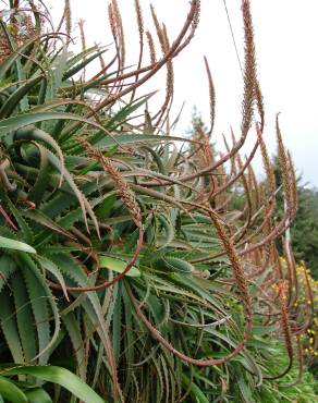 Fotografia 14 da espécie Aloe arborescens no Jardim Botânico UTAD