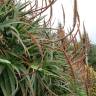 Fotografia 14 da espécie Aloe arborescens do Jardim Botânico UTAD