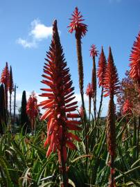 Fotografia da espécie Aloe arborescens