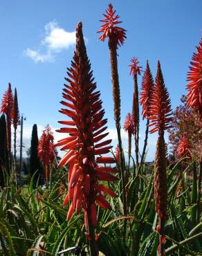 Fotografia 15 da espécie Aloe arborescens no Jardim Botânico UTAD