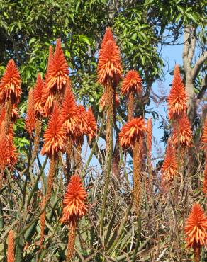 Fotografia 16 da espécie Aloe arborescens no Jardim Botânico UTAD