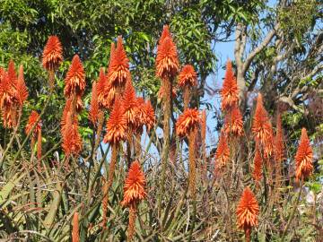 Fotografia da espécie Aloe arborescens