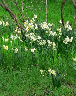 Fotografia 1 da espécie Narcissus tazetta no Jardim Botânico UTAD