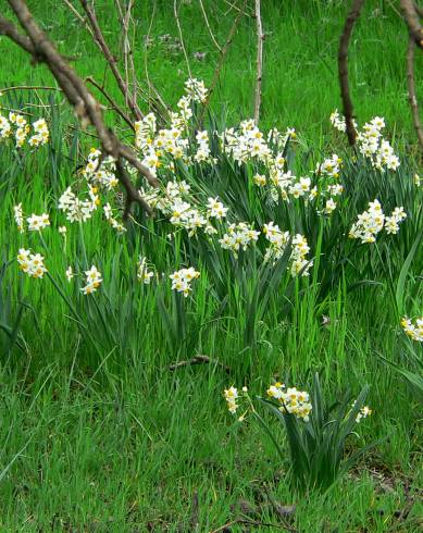 Fotografia de capa Narcissus tazetta - do Jardim Botânico