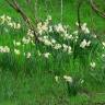 Fotografia 1 da espécie Narcissus tazetta do Jardim Botânico UTAD
