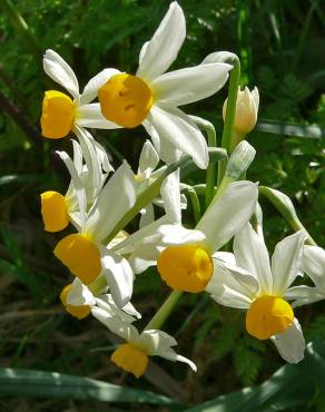 Fotografia 2 da espécie Narcissus tazetta no Jardim Botânico UTAD
