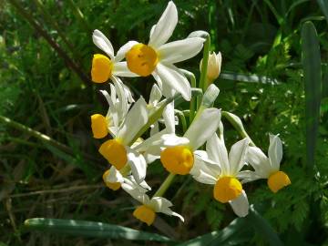 Fotografia da espécie Narcissus tazetta