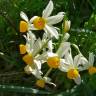 Fotografia 2 da espécie Narcissus tazetta do Jardim Botânico UTAD