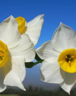 Fotografia 3 da espécie Narcissus tazetta no Jardim Botânico UTAD
