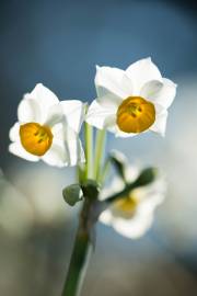 Fotografia da espécie Narcissus tazetta