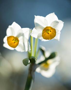 Fotografia 4 da espécie Narcissus tazetta no Jardim Botânico UTAD