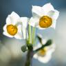 Fotografia 4 da espécie Narcissus tazetta do Jardim Botânico UTAD