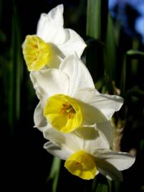 Fotografia da espécie Narcissus tazetta