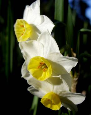 Fotografia 5 da espécie Narcissus tazetta no Jardim Botânico UTAD