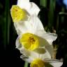 Fotografia 5 da espécie Narcissus tazetta do Jardim Botânico UTAD