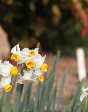 Fotografia 6 da espécie Narcissus tazetta no Jardim Botânico UTAD