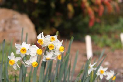 Fotografia da espécie Narcissus tazetta