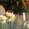 Fotografia 6 da espécie Narcissus tazetta do Jardim Botânico UTAD
