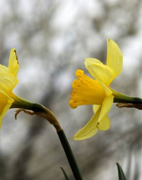 Fotografia 7 da espécie Narcissus tazetta no Jardim Botânico UTAD