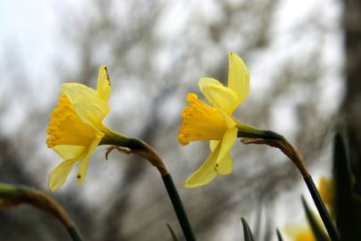 Fotografia da espécie Narcissus tazetta