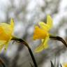 Fotografia 7 da espécie Narcissus tazetta do Jardim Botânico UTAD