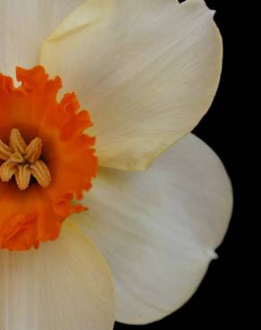 Fotografia 8 da espécie Narcissus tazetta no Jardim Botânico UTAD