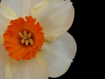 Fotografia da espécie Narcissus tazetta