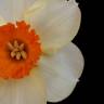 Fotografia 8 da espécie Narcissus tazetta do Jardim Botânico UTAD