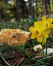 Fotografia da espécie Narcissus assoanus