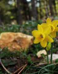 Narcissus assoanus