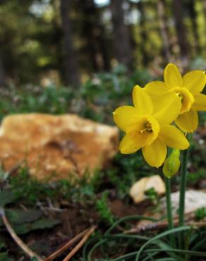 Fotografia 1 da espécie Narcissus assoanus no Jardim Botânico UTAD