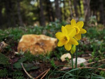 Fotografia da espécie Narcissus assoanus