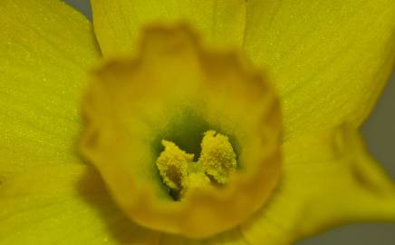 Fotografia da espécie Narcissus assoanus