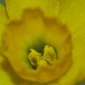 Fotografia 2 da espécie Narcissus assoanus do Jardim Botânico UTAD