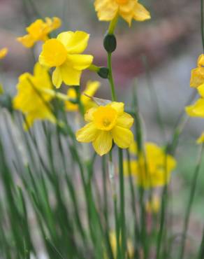 Fotografia 3 da espécie Narcissus assoanus no Jardim Botânico UTAD