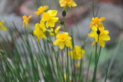 Fotografia da espécie Narcissus assoanus