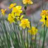 Fotografia 3 da espécie Narcissus assoanus do Jardim Botânico UTAD