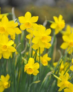 Fotografia 4 da espécie Narcissus assoanus no Jardim Botânico UTAD