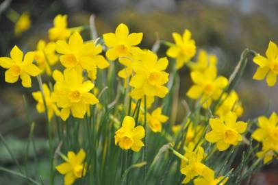 Fotografia da espécie Narcissus assoanus