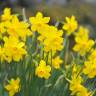 Fotografia 4 da espécie Narcissus assoanus do Jardim Botânico UTAD