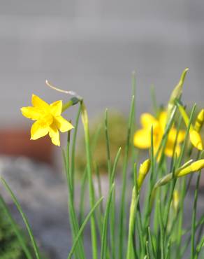 Fotografia 5 da espécie Narcissus assoanus no Jardim Botânico UTAD