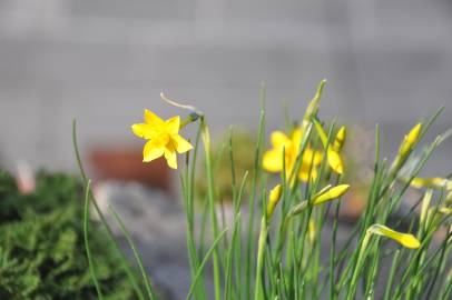 Fotografia da espécie Narcissus assoanus