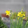 Fotografia 5 da espécie Narcissus assoanus do Jardim Botânico UTAD
