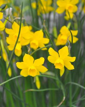 Fotografia 6 da espécie Narcissus assoanus no Jardim Botânico UTAD