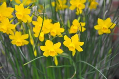 Fotografia da espécie Narcissus assoanus