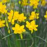 Fotografia 6 da espécie Narcissus assoanus do Jardim Botânico UTAD