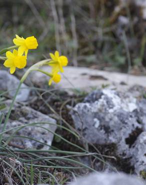 Fotografia 7 da espécie Narcissus assoanus no Jardim Botânico UTAD